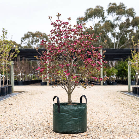 Cherokee Chief Dogwood - Cornus florida ‘Cherokee Chief’