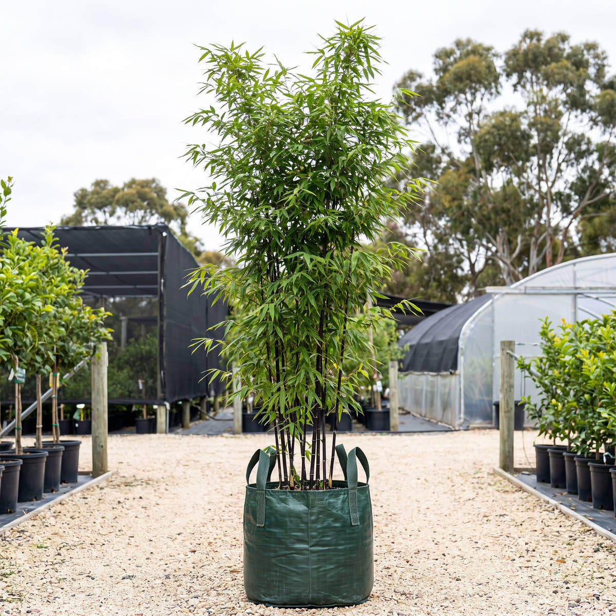 Black Bamboo - Phyllostachys nigra