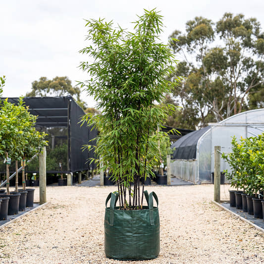 Black Bamboo - Phyllostachys nigra