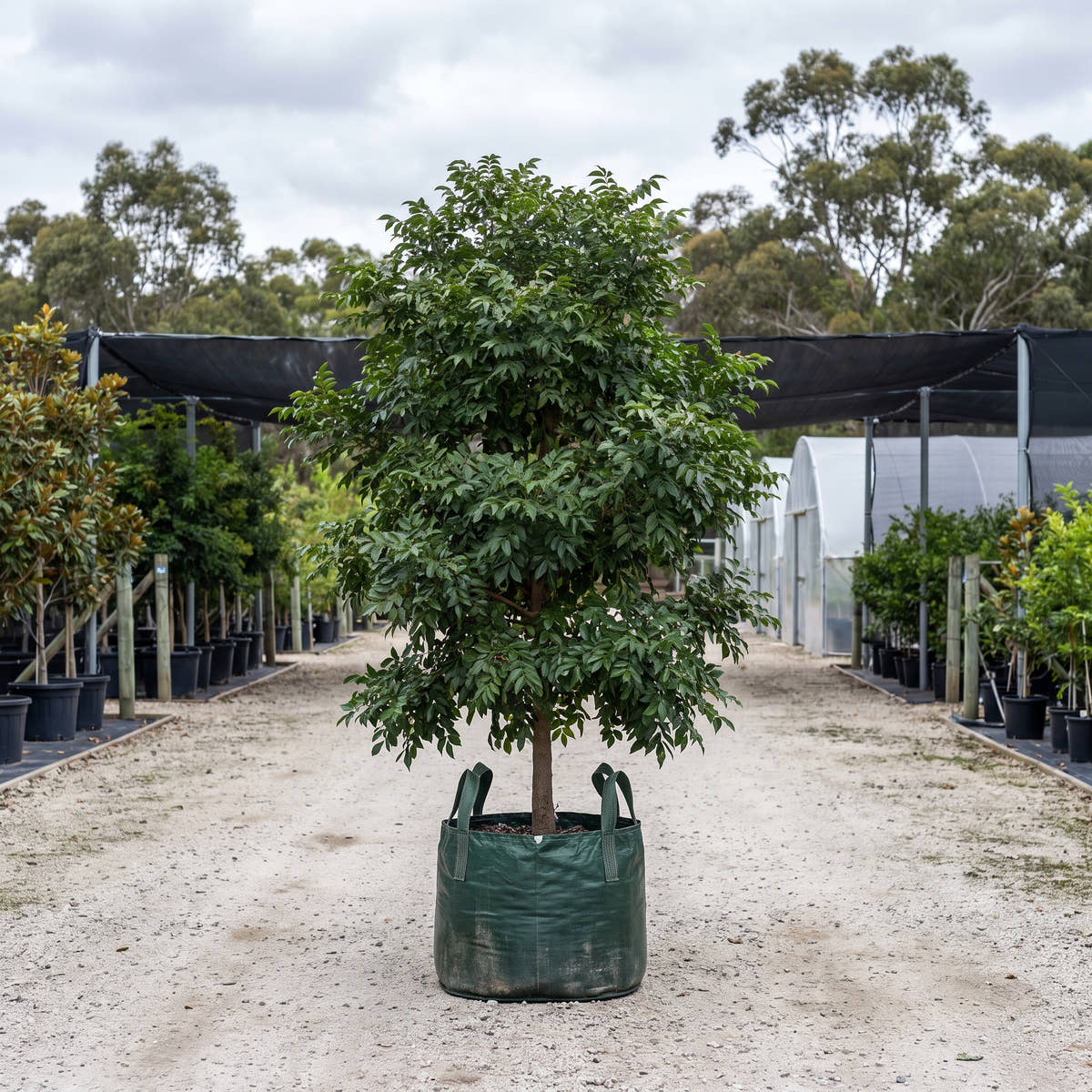 Bennett’s Ash - Flindersia bennettiana