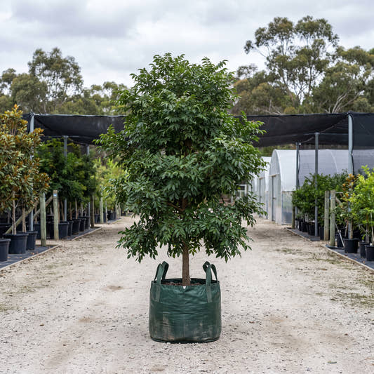 Bennett’s Ash - Flindersia bennettiana