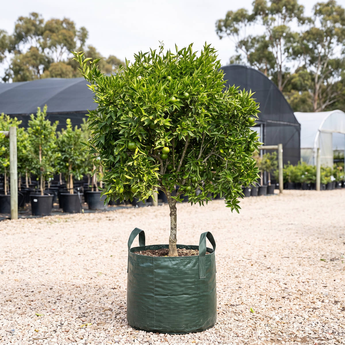 Thorny Mandarin - Citrus deliciosa