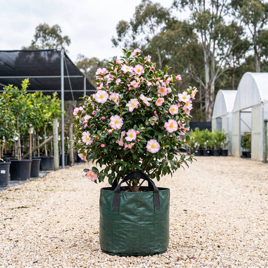 Something Special Camellia - Camellia sasanqua ‘Something Special’