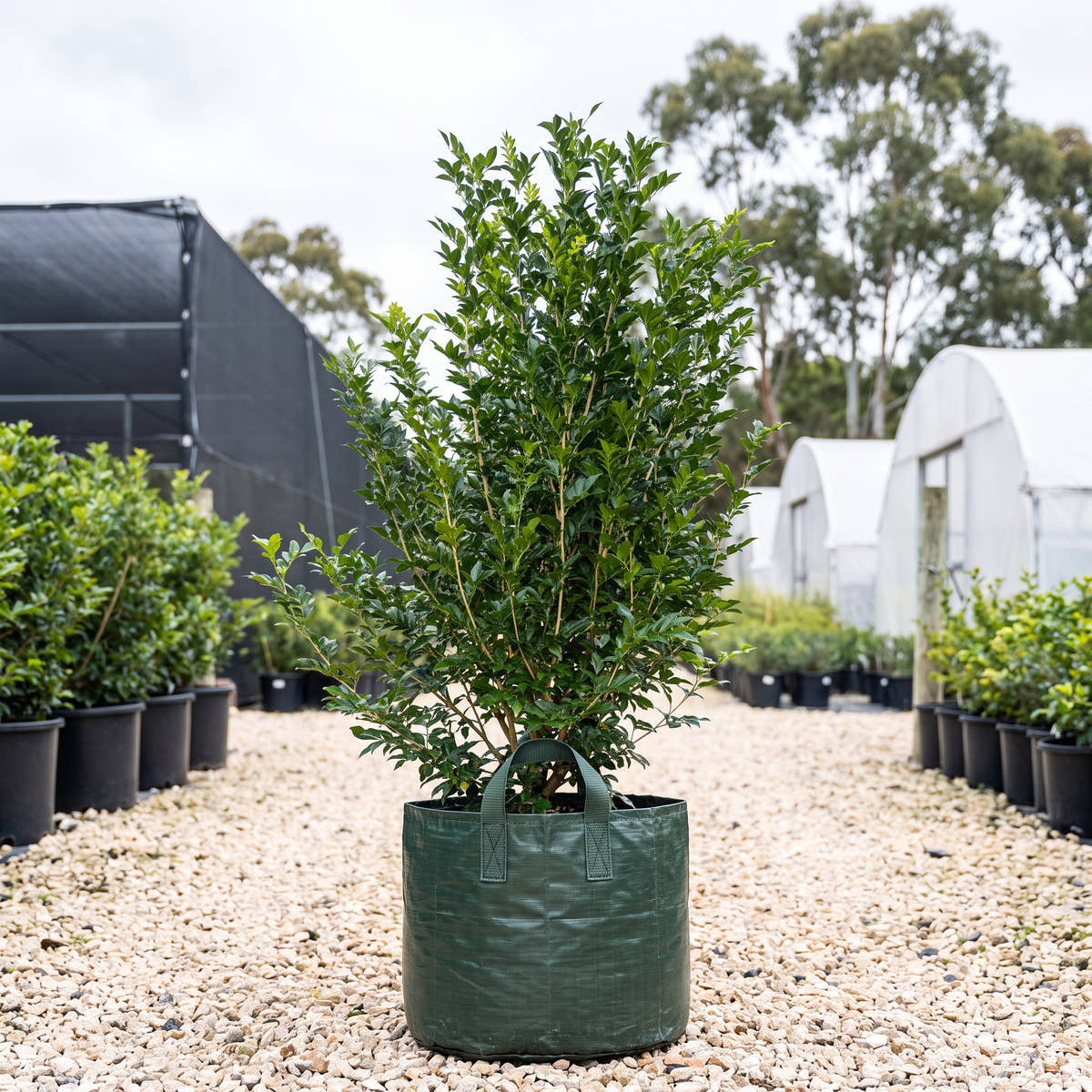 Orange Jessamine (Hedge) - Murraya paniculata