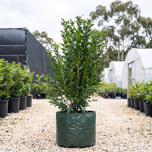 Orange Jessamine (Hedge) - Murraya paniculata