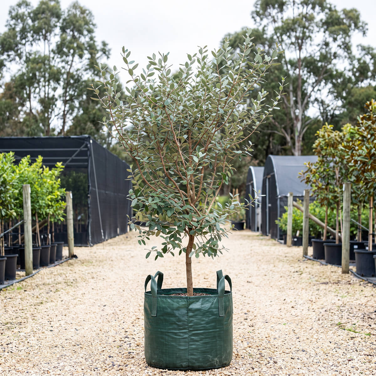 Anatoki Feijoa - Acca sellowiana ‘Anatoki’