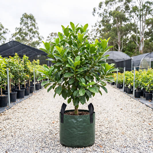 Brown Gardenia - Atractocarpus fitzalanii