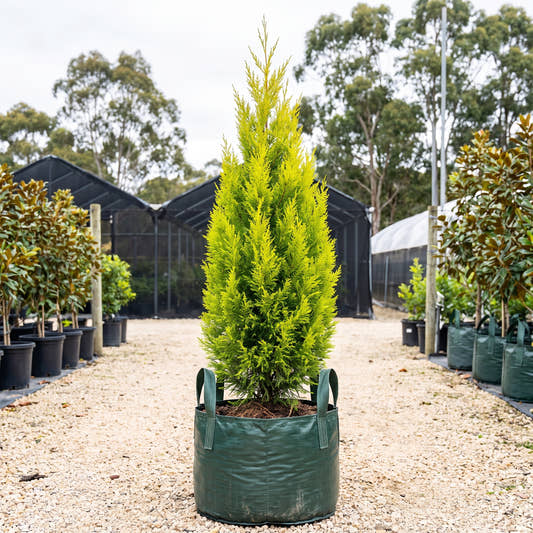 Arctic Green Cypress - Cupressus torulosa ‘Arctic Green’