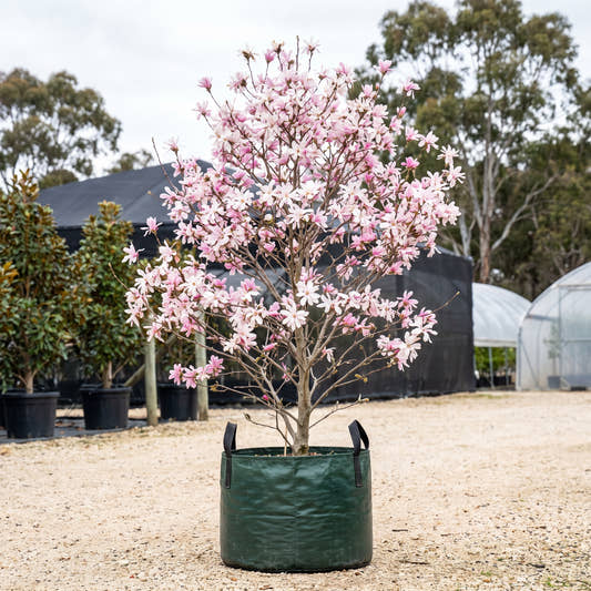 Leonard Messel Magnolia - Magnolia x loebneri ‘Leonard Messel’