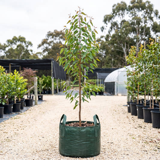 Mountain Ash - Eucalyptus regnans