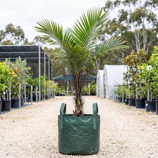 Coyure Palm - Aiphanes horrida