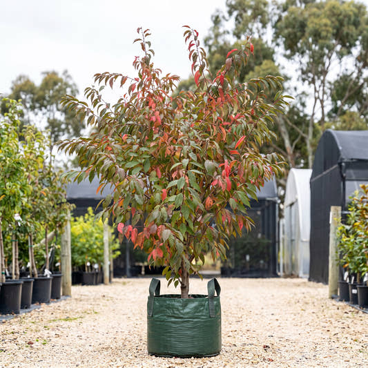 Elvins Flowering Plum - Prunus cerasifera ‘Elvins’