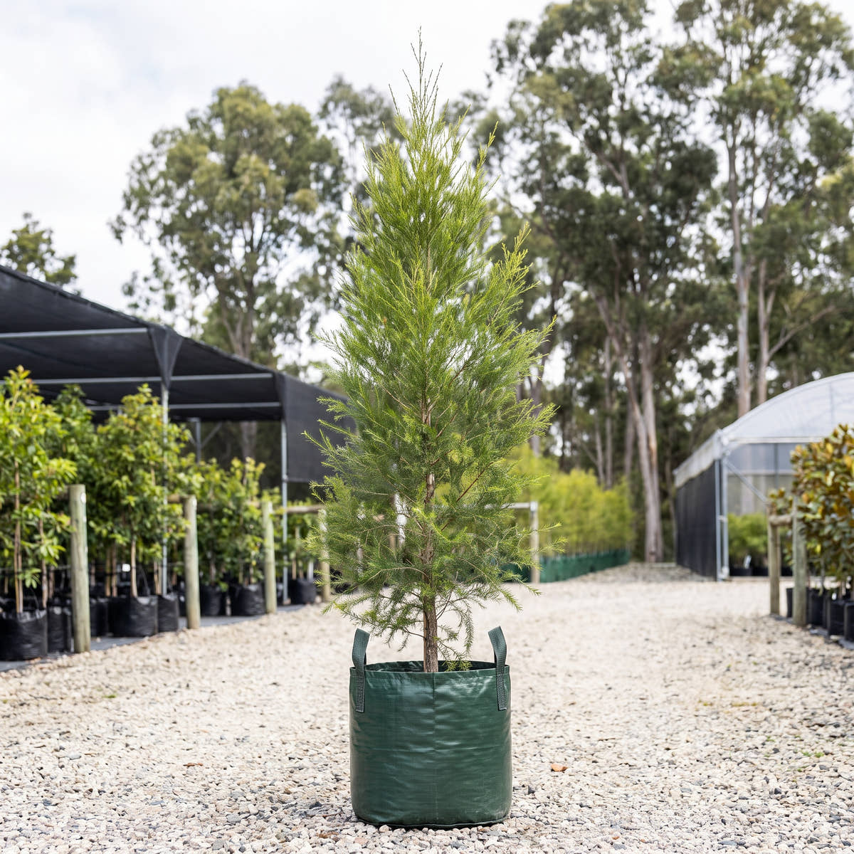 Black Tea Tree - Melaleuca bracteata