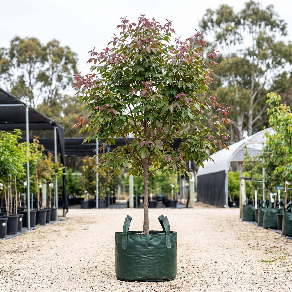 Violet Box Elder - Acer negundo var. violaceum