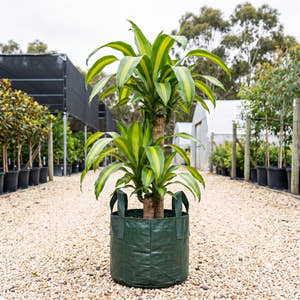 Happy Plant - Dracaena fragrans ‘Massangeana’