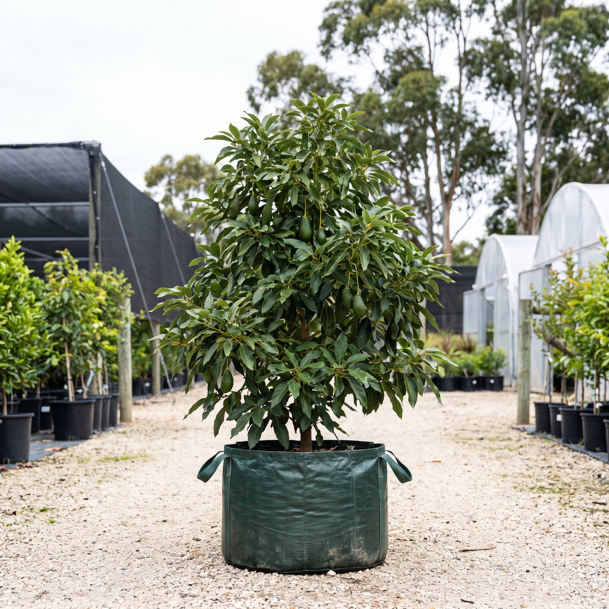 Jala Avocado - Persea americana ‘Jala’