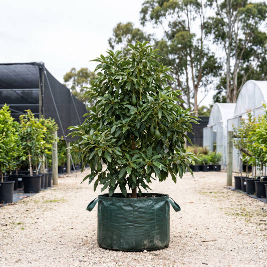 Jala Avocado - Persea americana ‘Jala’