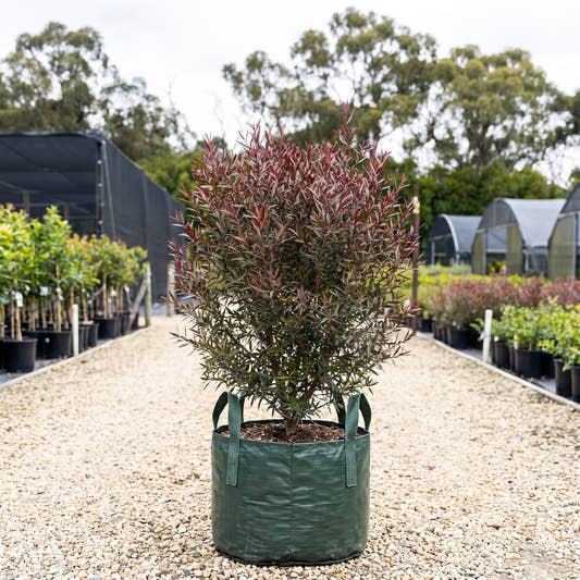 Burgundy Tea Tree - Leptospermum ‘Burgundy’
