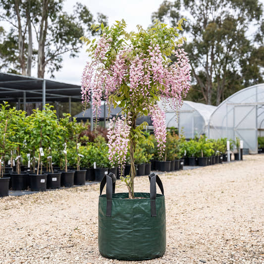 Pink Japanese Wisteria - Wisteria floribunda ‘Longissima Pink’