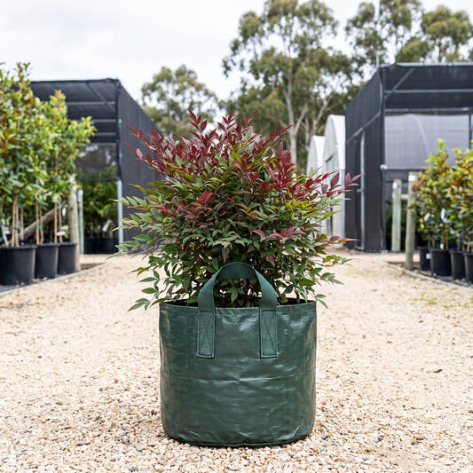 Sacred Bamboo - Nandina domestica
