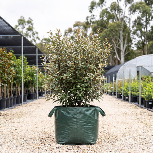 Thorny Olive - Elaeagnus pungens