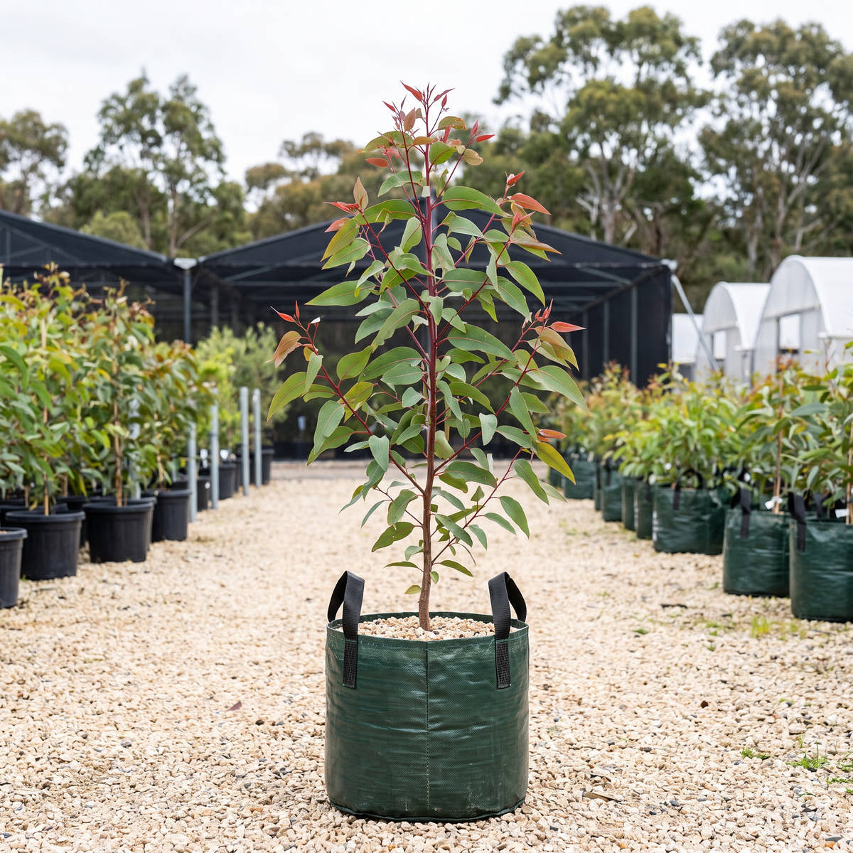 Dwarf Yellow Bloodwood - Corymbia eximia ‘Nana’