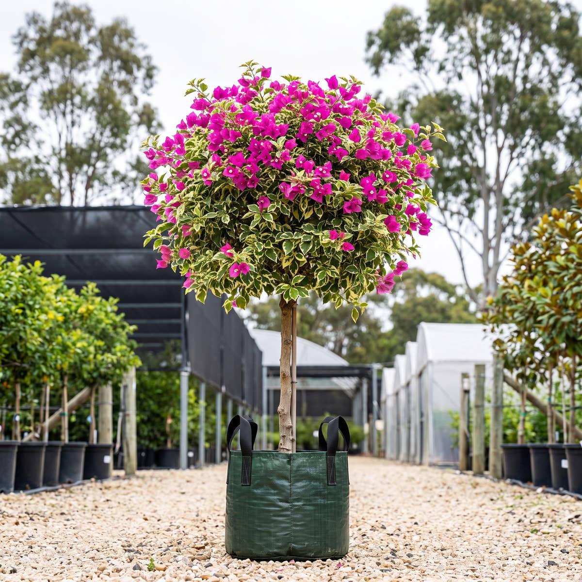 Assorted Bougainvillea (Standard) - Bougainvillea glabra