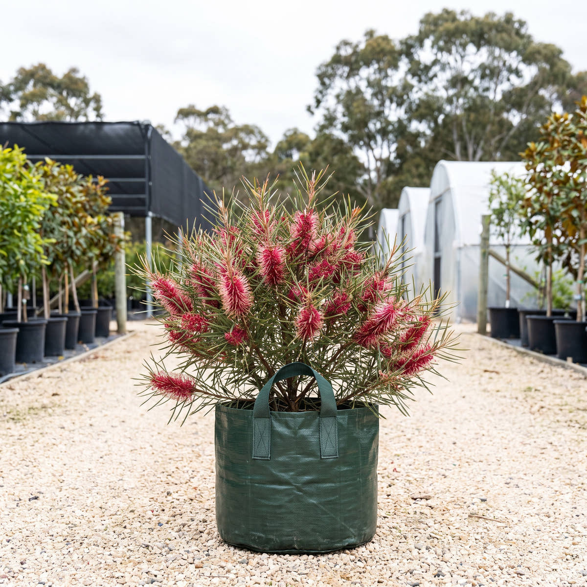 Bottlebrush Hakea - Hakea francisiana