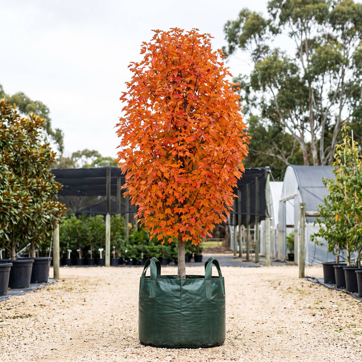 Celebration Maple - Acer x freemanii ‘Celzam’