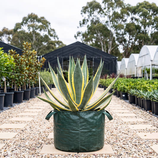 Century Plant - Agave americana