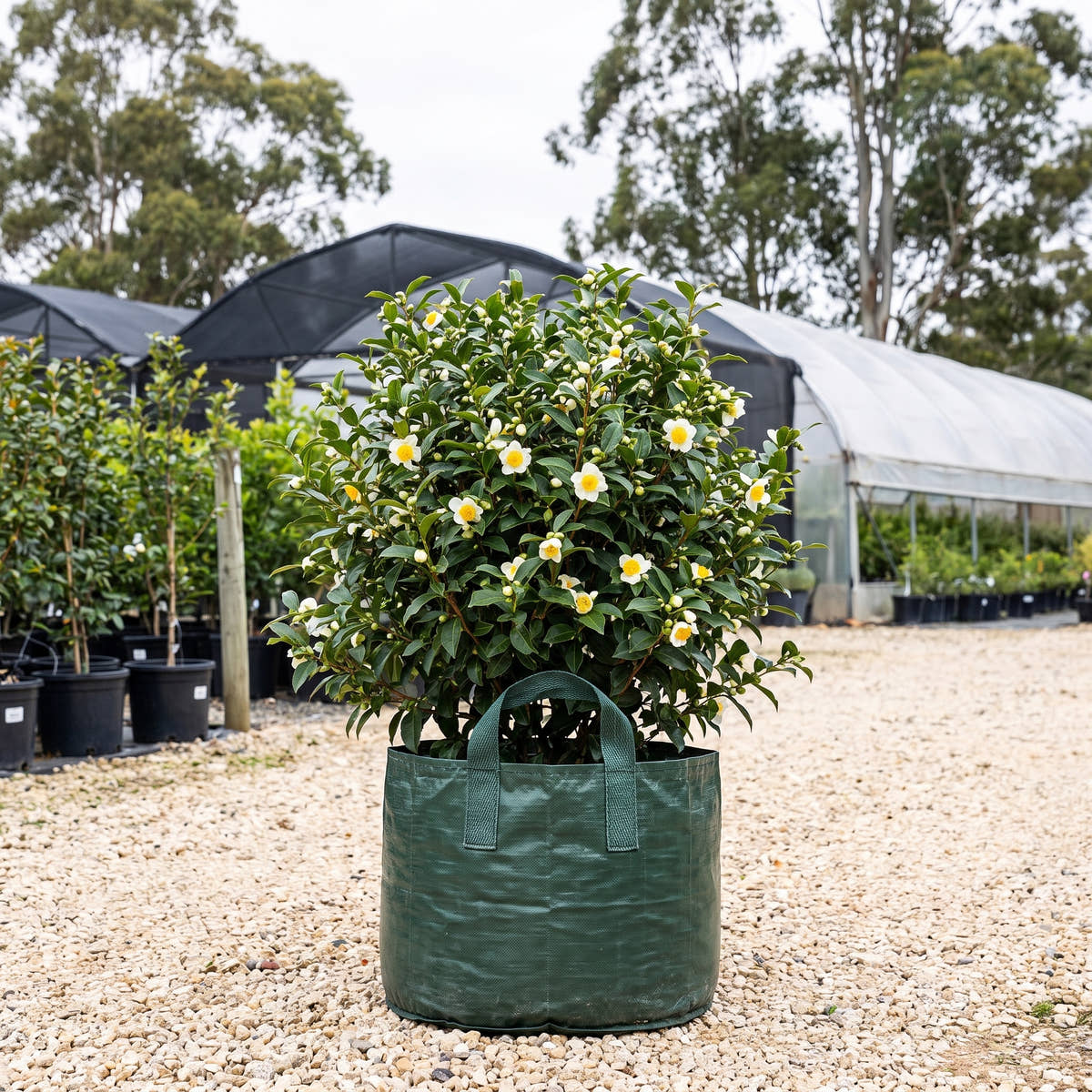 Tea Plant - Camellia sinensis
