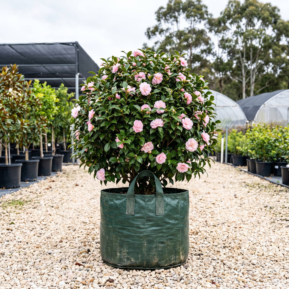 Birthday Girl Camellia - Camellia japonica ‘Birthday Girl’