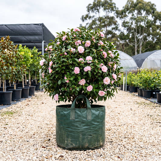 Birthday Girl Camellia - Camellia japonica ‘Birthday Girl’