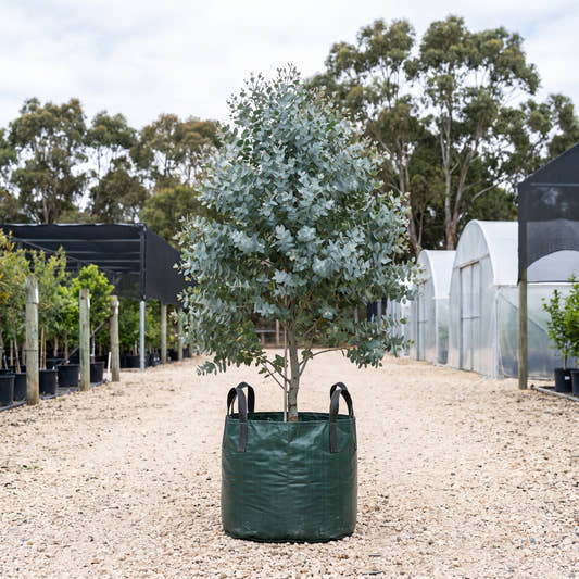 Blue Mallee - Eucalyptus polybractea
