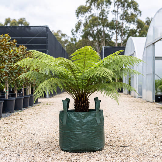Soft Tree Fern - Dicksonia antarctica
