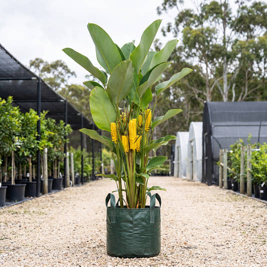 Yellow Rattleshaker - Calathea crotalifera