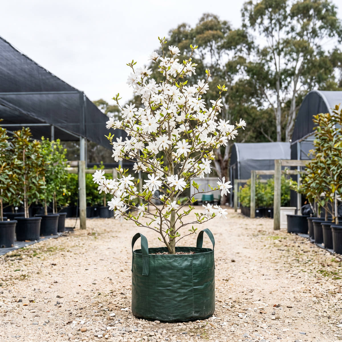 Waterlily Star Magnolia - Magnolia stellata ‘Waterlily’