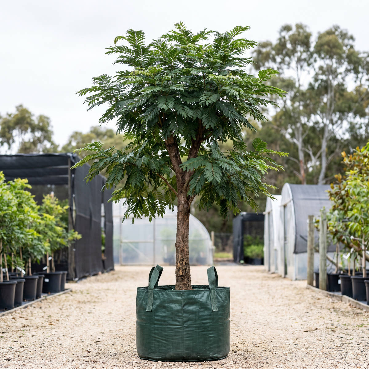 Siamese Cassia - Cassia siamea