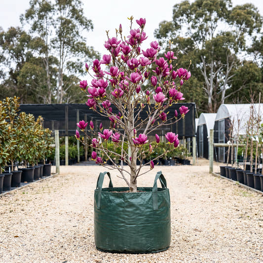 Kews Surprise Magnolia - Magnolia campbellii ‘Kews Surprise’