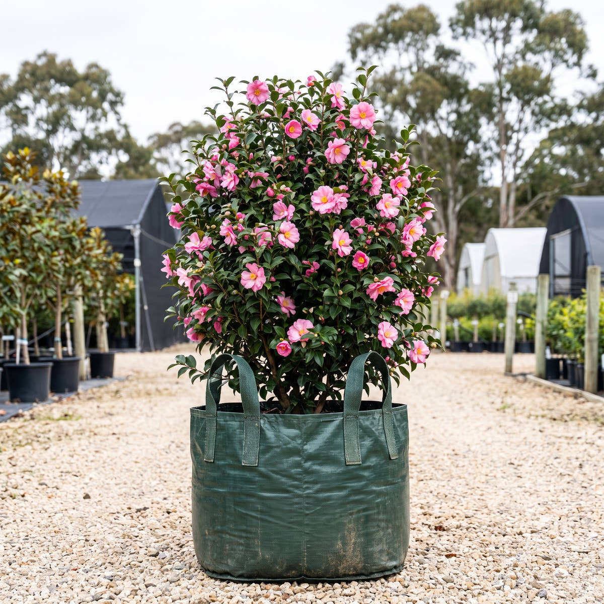 Edna Butler Camellia - Camellia sasanqua ‘Edna Butler’