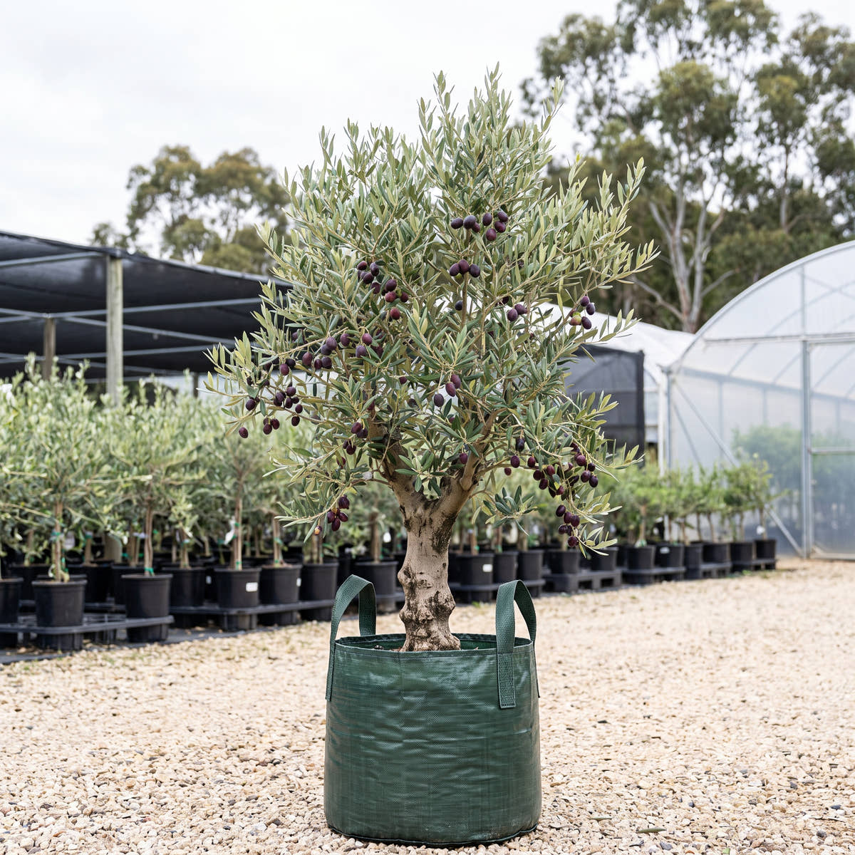 Jumbo Kalamata Olive - Olea europaea ‘Jumbo Kalamata’