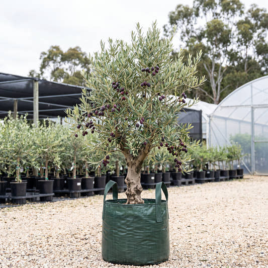 Jumbo Kalamata Olive - Olea europaea ‘Jumbo Kalamata’