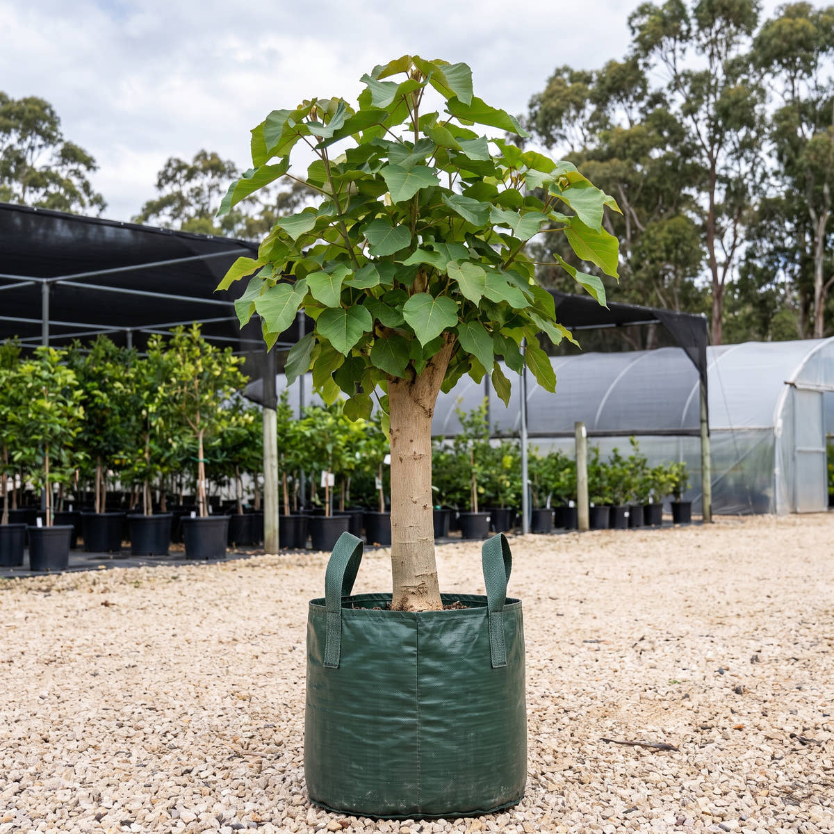 White Beech - Gmelina leichhardtii