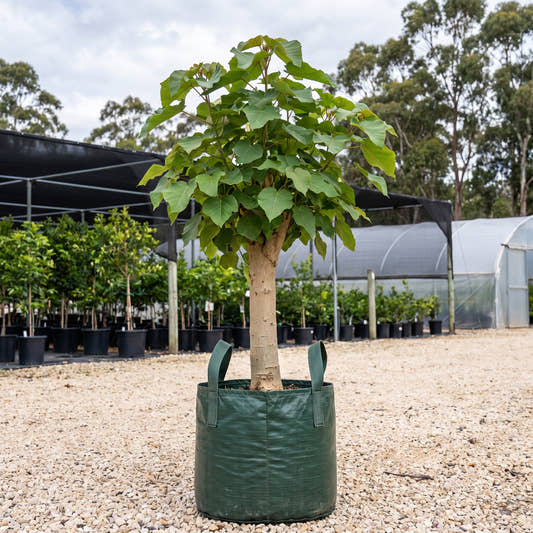 White Beech - Gmelina leichhardtii