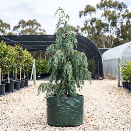 Blue Cascade Kashmir Cypress - Cupressus cashmeriana ‘Blue Cascade’