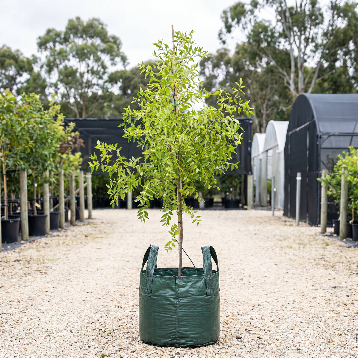 Redlands Jujube - Ziziphus jujuba ‘Redlands’