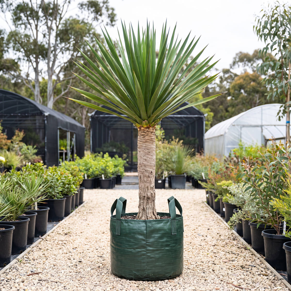 Chinese Dragon Blood Tree - Dracaena cochinchinensis