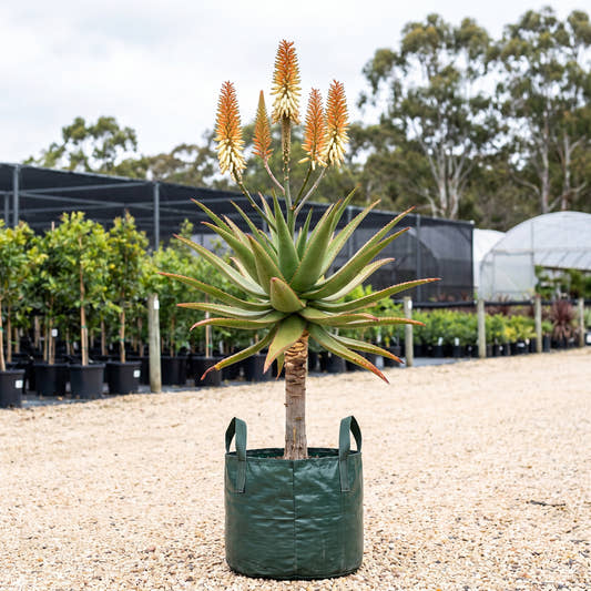 Aloe ‘Ivory Tower’