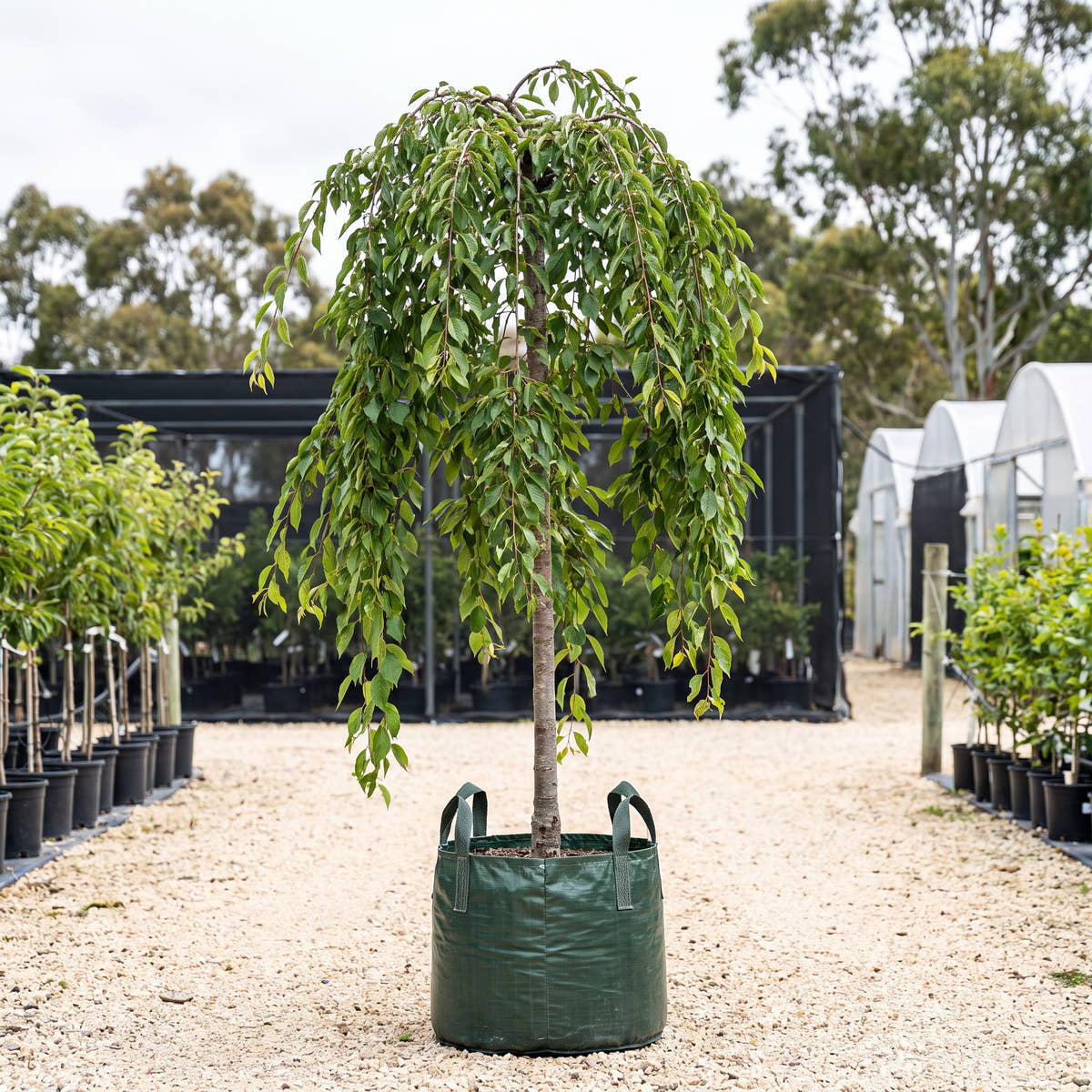 Pink Cascade Weeping Cherry - Prunus yedoensis x incisa ‘Pink Cascade’