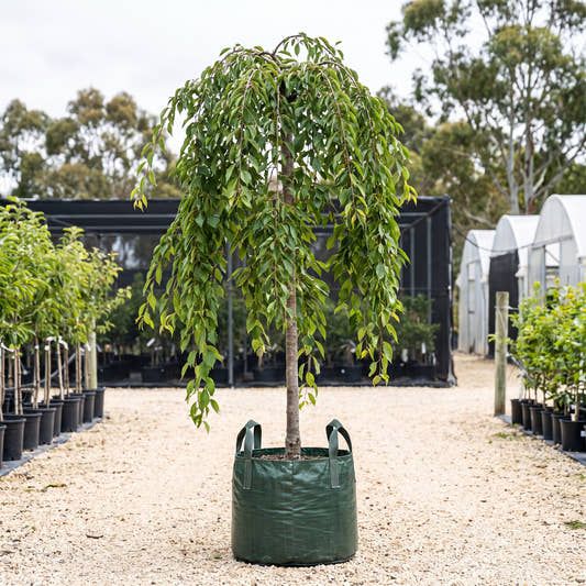 Pink Cascade Weeping Cherry - Prunus yedoensis x incisa ‘Pink Cascade’